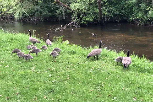Canada geese and fluffy grey goslings stand on a green lawn beside a slow creek lined with leafy trees.
