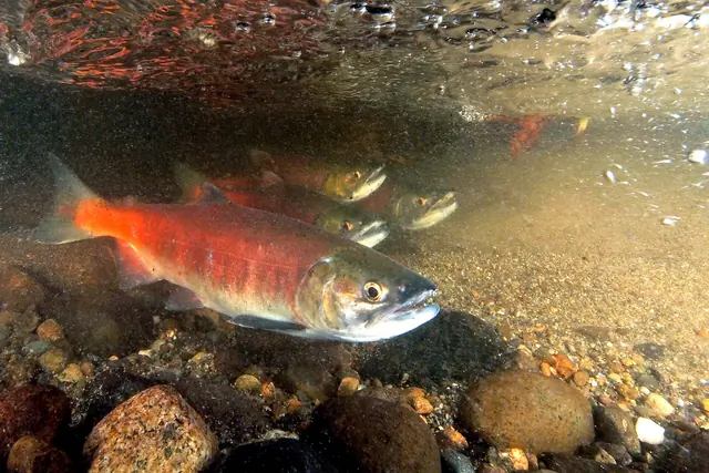 Underwater view of a bright red salmon with a green head swimming over rounded stones, with more salmon behind it.